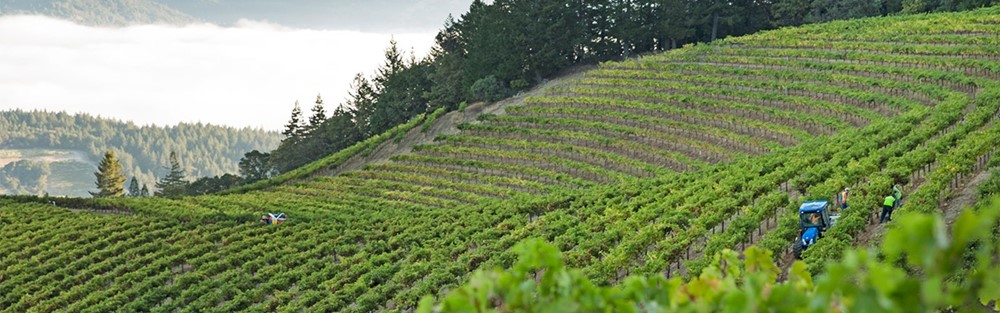 Sterling_Vineyard